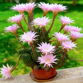 تصویر بذر کاکتوس اچینو پسیس Echinopsis rhodotricha