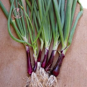 تصویر بذر پیازچه قرمز آرکا بذر ایرانیان Red Scallion Arka Bazr Iranian Seeds