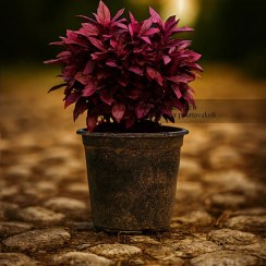 تصویر آلترانترا قرمز - گیاه پوششی زینتی 