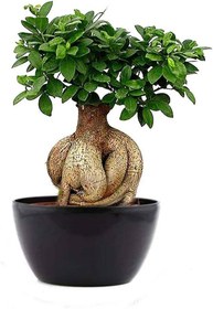 تصویر بونسای جنسینگ 