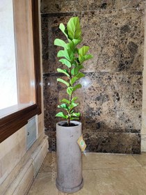 تصویر لیراتا یا فیکوس آفریقایی - سفید، طوسی و دودی / ۵۰×۲۰ Ficus Lyrata