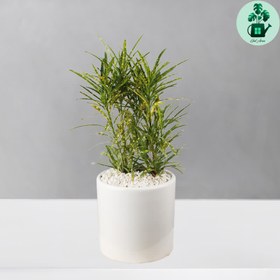 تصویر آکوبا 