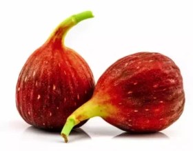 تصویر نهال انجیر قرمز 