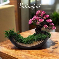 تصویر بونسای رز مینیاتوری پینک 