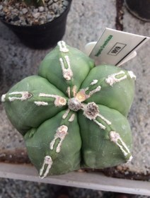 تصویر بذر کاکتوس آستروفیتوم رکوتسو چروک ژاپن ELG.9919 - بسته 10 عددی Astrophytum Myriostigma Rokkotsu Fukuryu ELG.9919