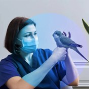 تصویر مشاوره تخصصی آنلاین پرندگان زینتی 