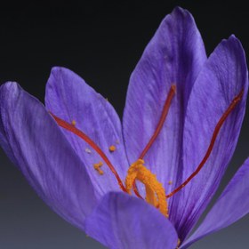 تصویر زعفران نگین Saffron