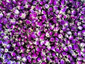 تصویر غنچه گل محمدی ۱ کیلوگرم 