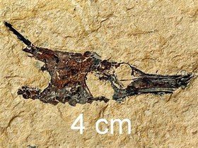 تصویر فسیل ماهی جدید از ایلام بدون رزین 