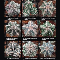 تصویر بذر کاکتوس میریو هاکویجو 