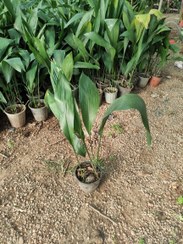 تصویر محصول: برگ عبایی 