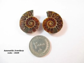 تصویر فسیل آمونیت اصل کد 1829 