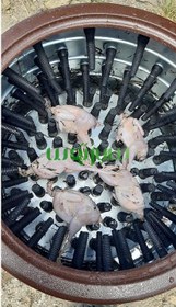 تصویر پرکن بلدرچین و کبک 