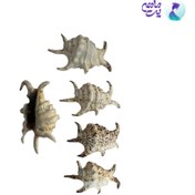 تصویر صدف تزئینی آکواریوم سایز کوچک 
