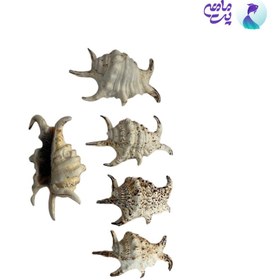 تصویر صدف تزئینی آکواریوم سایز کوچک 