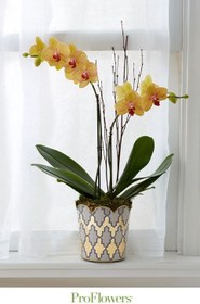 تصویر خرید ارکیده فالانوپسیس برای بالکن نورگیر 