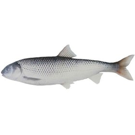 تصویر ماهی سفید انزلی 