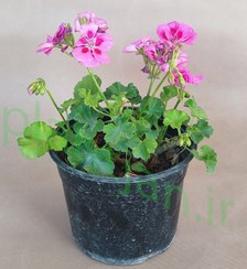 تصویر گل شمعدانی پینک اسپلش گلدان14 