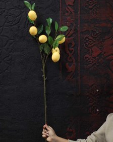 تصویر شاخه لیمو 