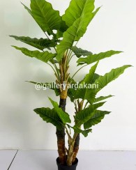 تصویر درخت بابا ادم 3 تنه 