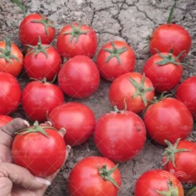 تصویر بذر گوجه فرنگی یارا از شرکت سن مارتین آمریکا مشابه بدرو فلات 5000 عددی Tomato Yara F1 San Martin Seed Num 5000 Seeds