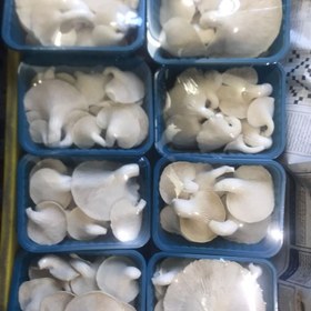 تصویر قارچ صدفی سفید تازه 1 کیلوگرم oyster mushroom