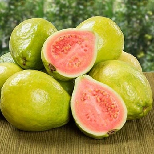 خرید و قیمت دانلود پاورپوینت نحوه پرورش درخت گواوا(با توضیحات کامل) | ترب