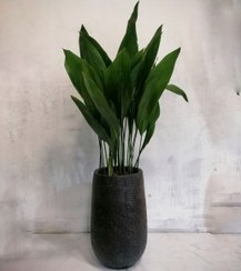 تصویر گیاه طبیعی برگ عبایی درجه یک به همراه گلدان سفالی 
