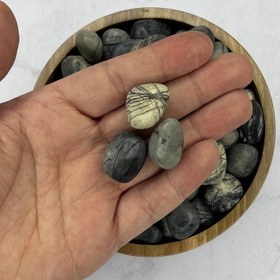 تصویر جاسپر تمساح 