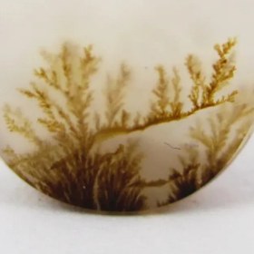 تصویر سنگ شجر کد 2314 