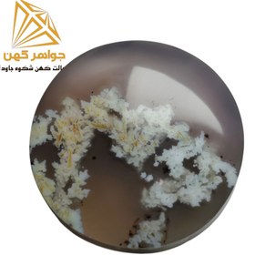 تصویر نگین شجر بهاری (کد۷۴) 