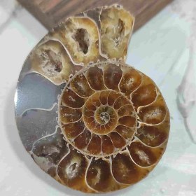 تصویر فسیل آمونیت اصل سایز بزرگ کد5 