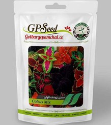 تصویر بذر گل حُسن یوسف الوان 