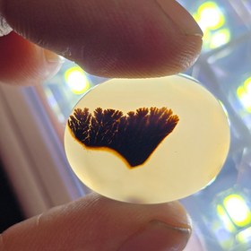 تصویر نگین شجر قاین 