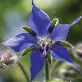 تصویر گل گاوزبان 