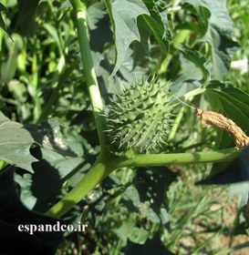 تصویر گیاه دارویی داتوره، تاتوره سیاه Datura stramonium 