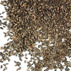 تصویر بذر خار مریم 