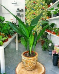 تصویر سفارش برگ عبایی برای طراحی فضای سبز در تراس و بالکن 