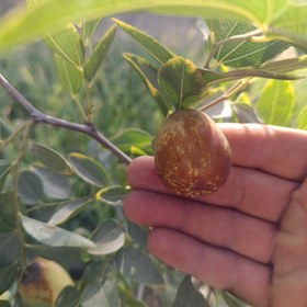 تصویر عناب پیوندی اوکراینی 