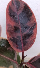 تصویر فیکوس شرابی 