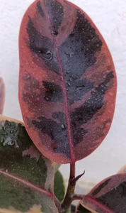 تصویر فروشگاه گلکده‌ محیا