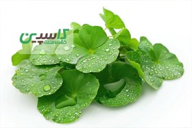 تصویر گیاه آب بشقابی 