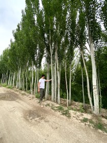 تصویر نهال صنوبر کبوده Blue poplar sapling