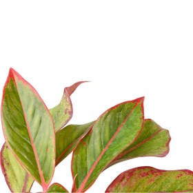 تصویر آگلونما قرمزی گلآرون 