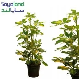 تصویر گل شفلرا ابلق 