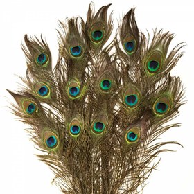 تصویر پرطاووس 