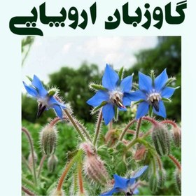 تصویر گاوزبان اروپایی 