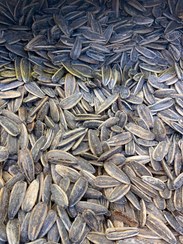 تصویر تخمه کانادایی Canadian seed