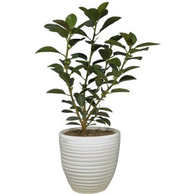 تصویر گیاه طبیعی فیکوس جنگلی کد18- AS 