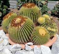 تصویر بذر اچینوگروزونی هلندی ده عدد 